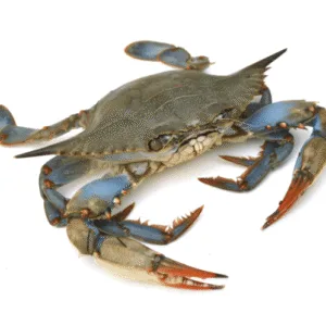 Alternative view of MAVİ YENGEÇ