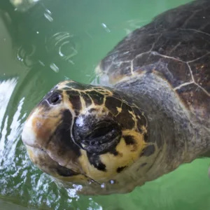 Alternative view of CARETTA CARETTALAR