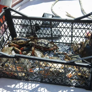 Alternative view of YENGEÇ VE BALIK AVI