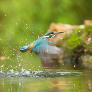 KAPLUMBAĞA VE KUŞ SEYRİ